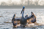 Dalmatian pelicans