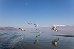 Dalmatian pelicans