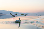 Dalmatian pelicans