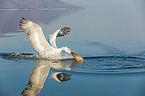 Dalmatian pelican