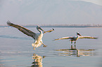 Dalmatian pelicans
