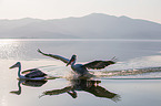 Dalmatian pelicans