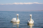 Dalmatian pelicans