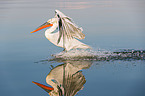 Dalmatian pelican