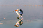 Dalmatian pelican