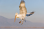 Dalmatian pelican