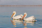 Dalmatian pelicans