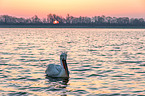 Dalmatian pelican