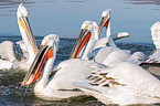 Dalmatian pelicans