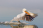 Dalmatian pelican