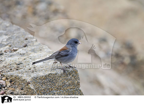 dark-eyed junco / MBS-08002