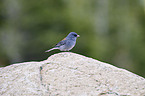 dark-eyed junco