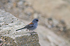 dark-eyed junco