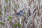 dark-eyed junco