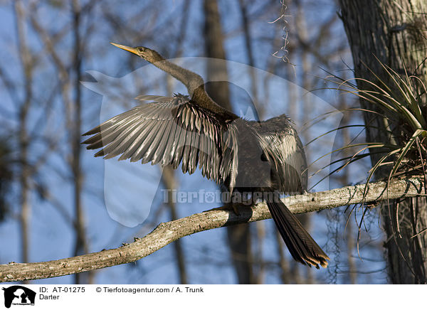 Schlangenhalsvogel / Darter / AT-01275