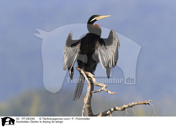 Australischer Schlangenhalsvogel trocknet seine Flgel / Australian Darter is drying its wings / FF-08394