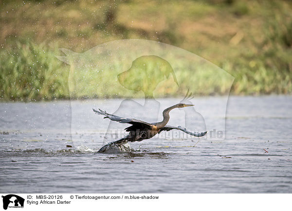 fliegender Schlangenhalsvogel / flying African Darter / MBS-20126