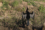 Australian Darter is drying its wings