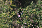 Australian Darter is drying its wings