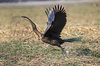 flying African Darter