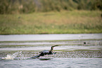 flying African Darter