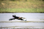 flying African Darter