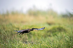flying African Darter