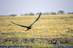 flying African Darter