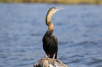 sitting African Darter