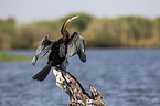 sitting African Darter