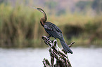 sitting African Darter