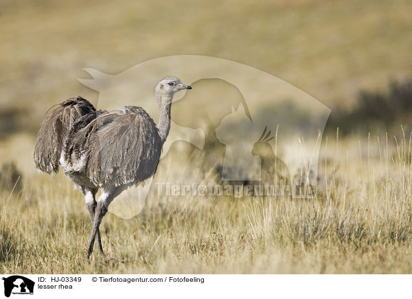 lesser rhea / HJ-03349