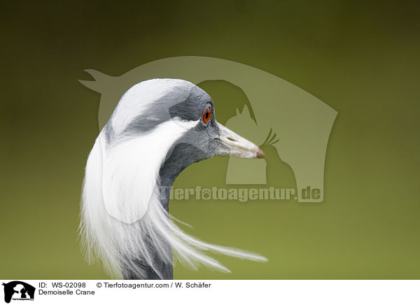 Jungfernkranich / Demoiselle Crane / WS-02098