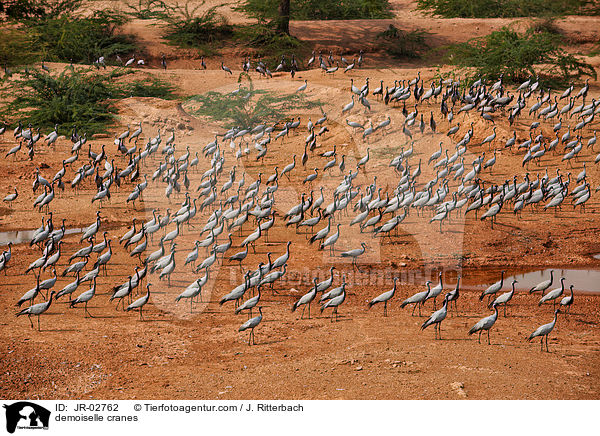 Jungfernkraniche / demoiselle cranes / JR-02762