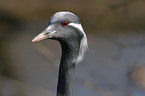 Demoiselle Crane