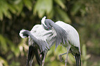 Demoiselle Crane