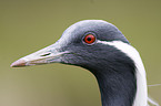 Demoiselle Crane