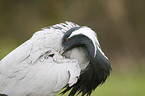 Demoiselle Crane