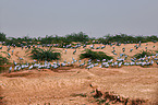 demoiselle cranes