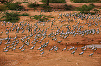 demoiselle cranes