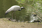 demoiselle crane