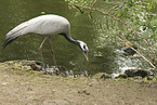 demoiselle crane