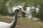 demoiselle crane