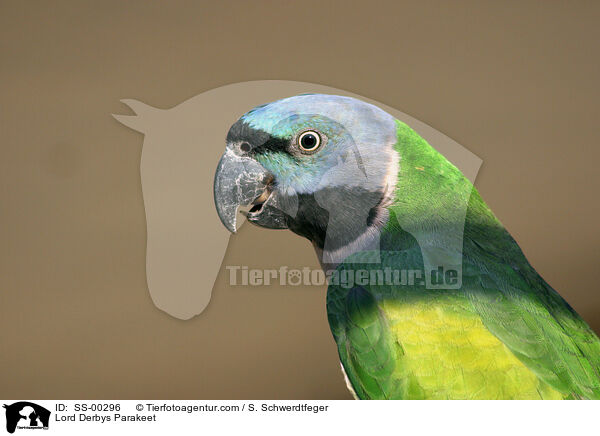 Lord Derbys Parakeet / SS-00296