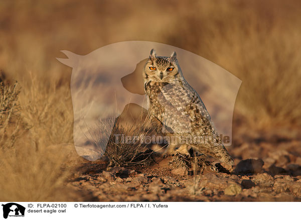 desert eagle owl / FLPA-02100