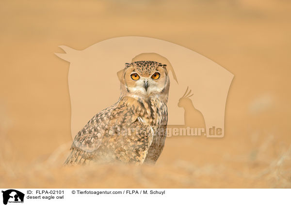 desert eagle owl / FLPA-02101