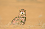 desert eagle owl