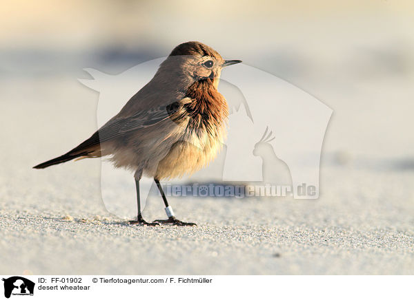 desert wheatear / FF-01902