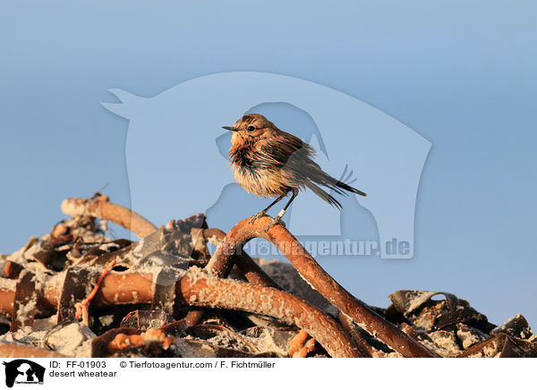 Wsten-Steinschmtzer / desert wheatear / FF-01903