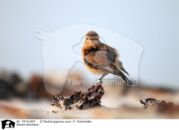 Wsten-Steinschmtzer / desert wheatear / FF-01907